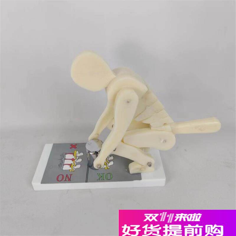 人体弯腰举重脊椎受力演s示模型健身重物正确姿势演示腰部腰椎保