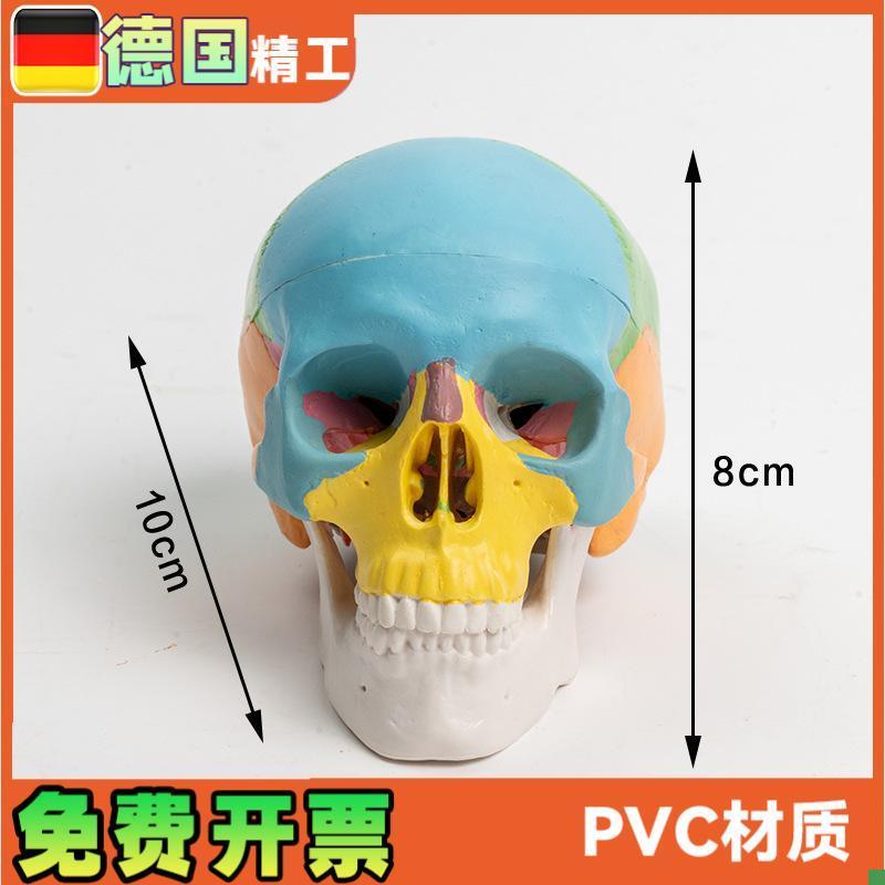 可拆卸彩色头骨模型n3部件口腔美术参考骷髅头可活动雕塑写生