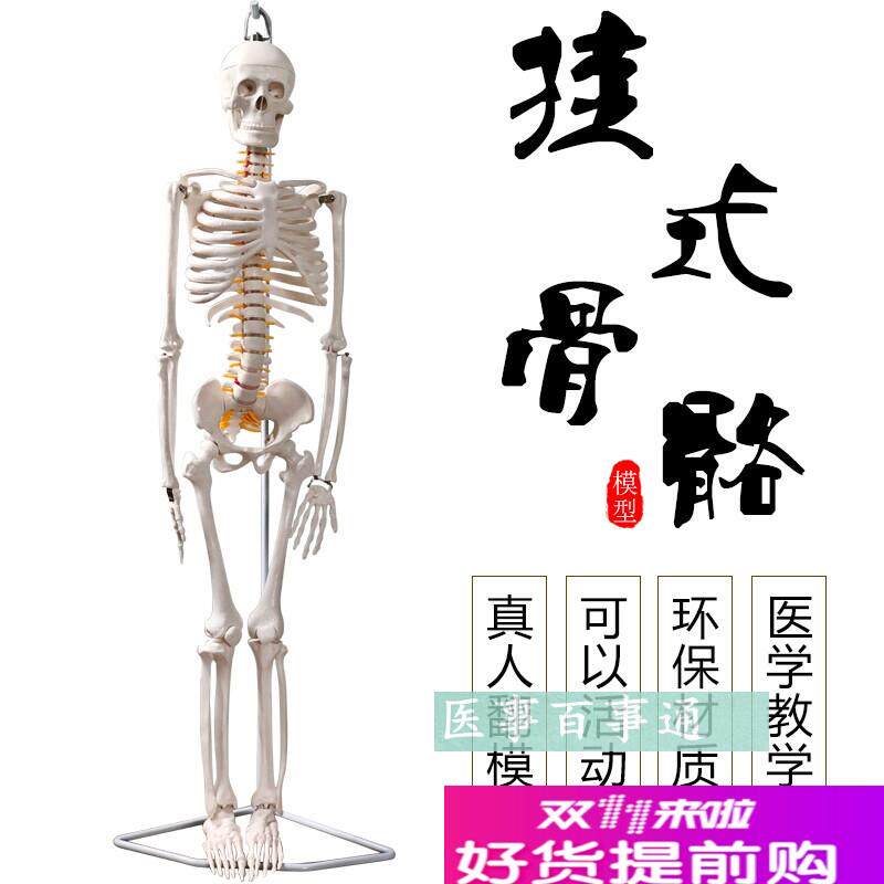 厂家直销85CM骨骼模型教学模型椎间盘附有P脊神经微型全副骨骼