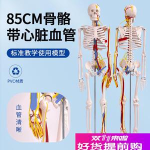 85CM高人体骨j骼带心脏与血管骨架模型全身骨架人体模型成人小骷