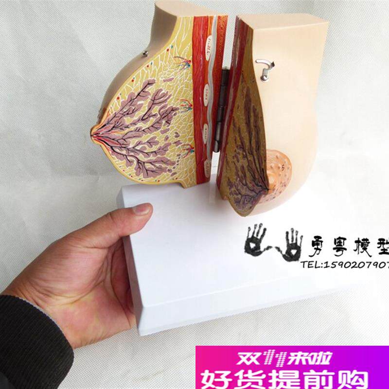 未孕女性静止g期女性乳房模型乳房解剖模型丰胸乳房美容妇科模型