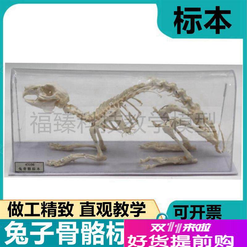 兔子骨骼模型仿真兔标本兔子内脏可拆卸皮N肤肌肉解剖兔头骨牙齿