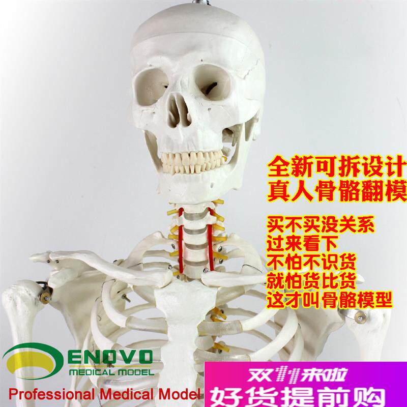 ENOVO颐诺170cm人体骨骼模型骨架标J本模型美术医学艺用可拆卸骨