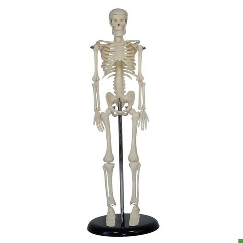人体儿童骨骼模型(42cm)小学科学教具拼Q装生物仪器教学仪器