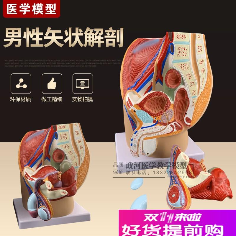 男性盆腔正中矢状切面模型3件/男性矢状解剖模型/W男性生殖器解剖