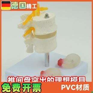 人体腰椎模e型椎间盘脊神经根骨骼解剖医药礼品教学展示用道具