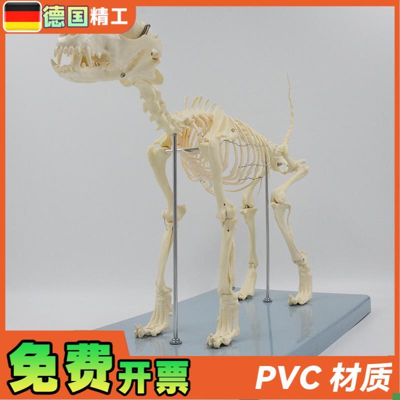 德国】狗骨骼模型犬骨架解剖x教具仿真小狗头骨脊柱关节可拆卸宠