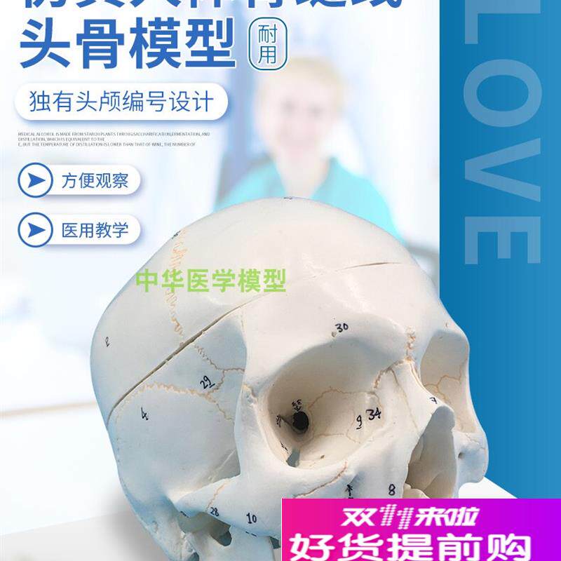 人体头骨模型正品1:1医学用高端头H颅骨解剖标本骨骼神经模型