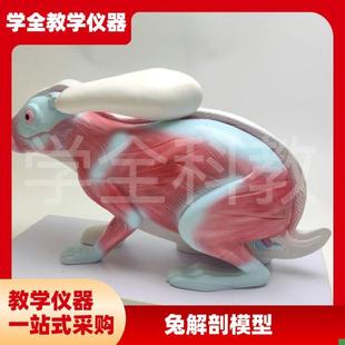 兔子解剖模型立体仿真内脏可l拆卸拼装皮肤骨骼头骨透明牙齿生物