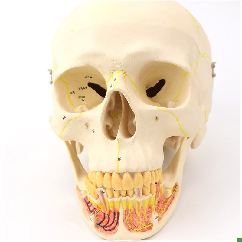 ENOVO颐诺成人头n骨模型下颌骨颌面外科解剖仿真头颅骨口腔科头骨
