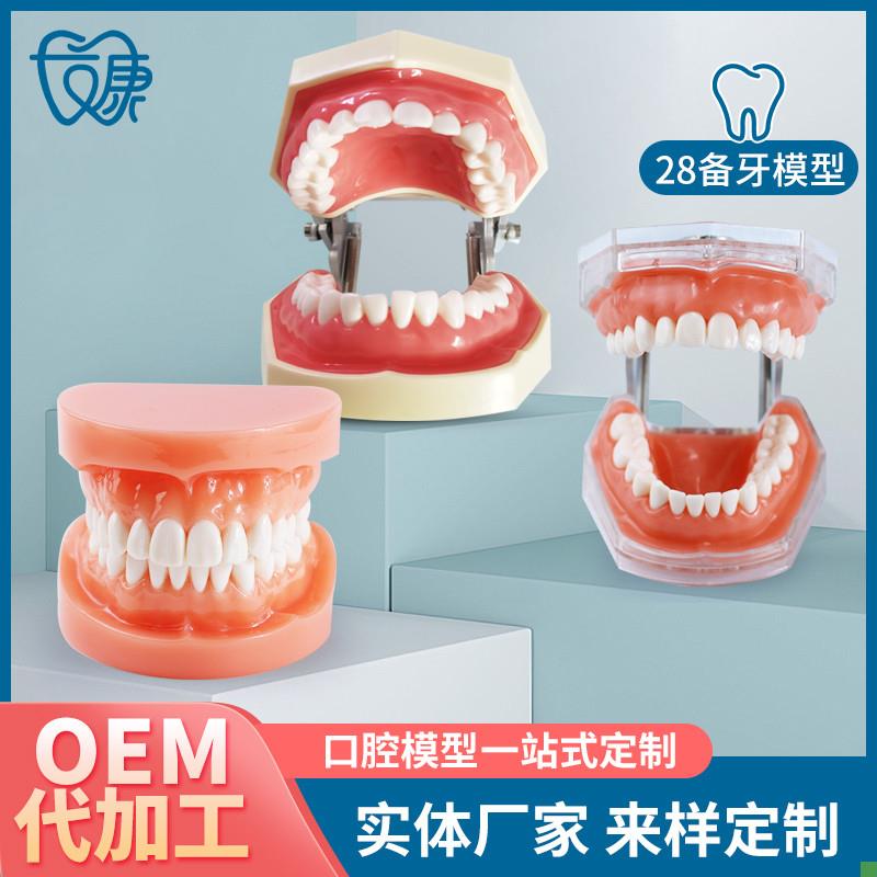 牙科全口可拆卸i备牙模型软牙龈模型练习牙齿模型送螺丝螺刀