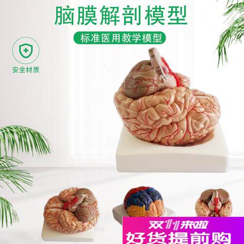 包邮自然大脑解剖模型脑动脉解剖模型P神经科脑模型脑模型