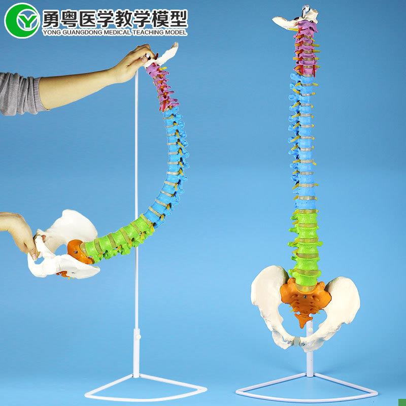成人一比一色分脊柱教学模x型骨骼模型带椎间盘颈椎动脉血管