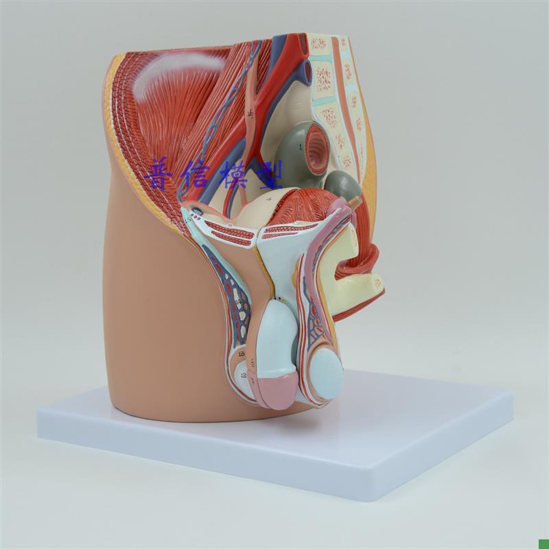 普信计生模型男性生殖泌尿盆腔系统模型男性骨T盆正中矢状切模型