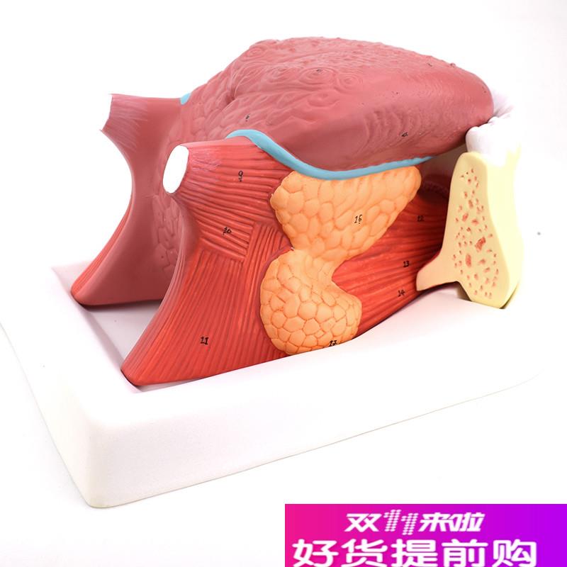 ENOVOc颐诺舌附牙放大模型舌苔结构舌头解剖舌象中医舌象教学