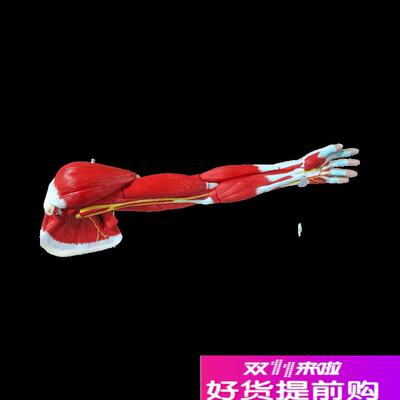 理月人体上肢肌肉k解剖模型运动腿骨骼康复运动健身教学肌肉手臂