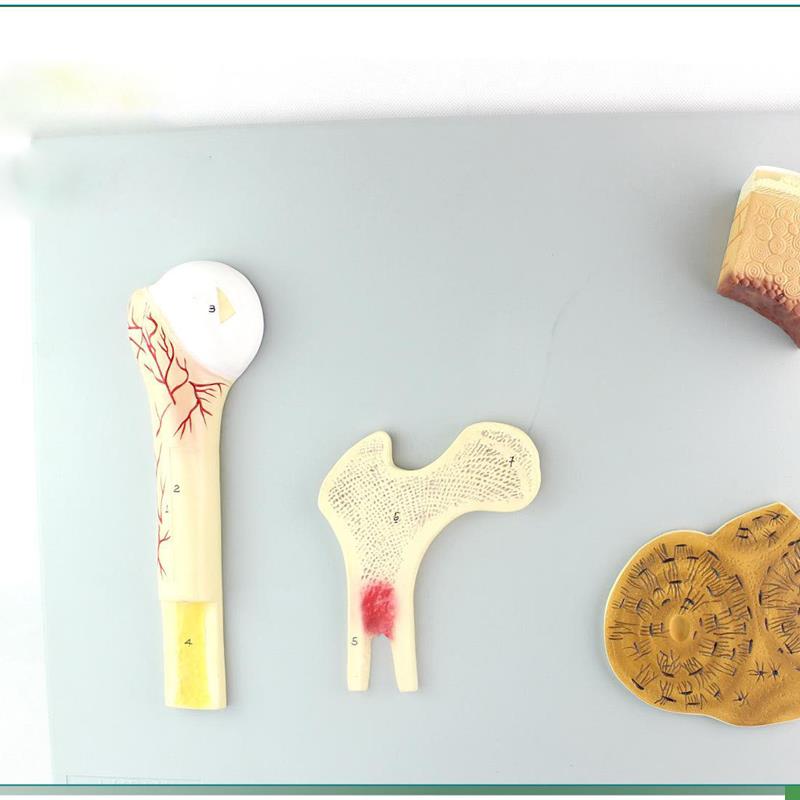 骨的构造模型人体骨骼骨架模型骨骼教学模S型SMD0012