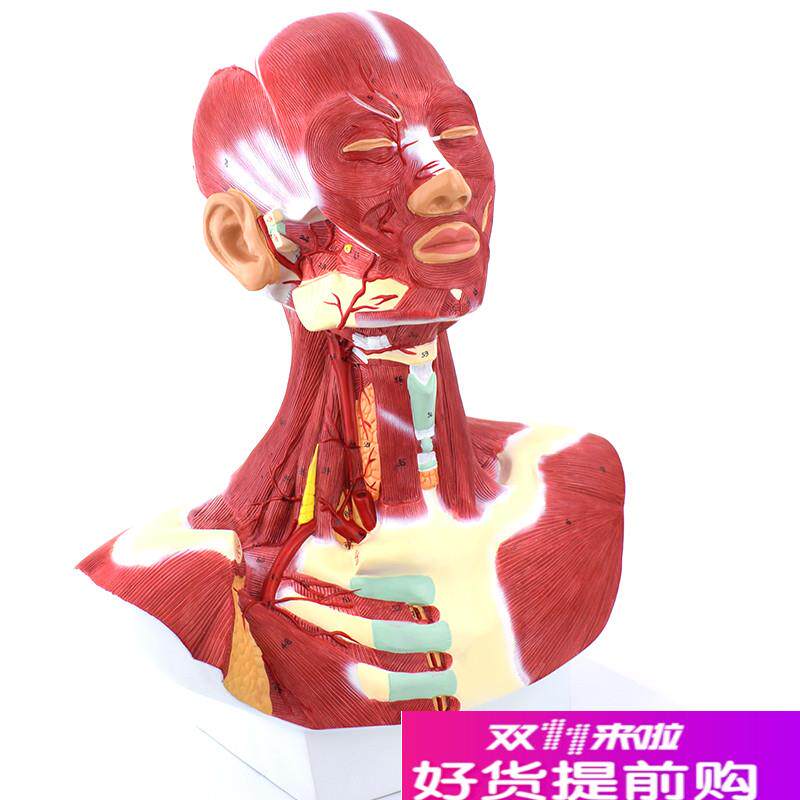 ENOVO颐诺人体头面部肌肉解剖头颈胸模型N艺用面部肌肉美术微整头