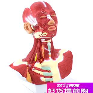 ENOVO颐诺人体头面部肌肉解剖头颈胸模型N艺用面部肌肉美术微整头
