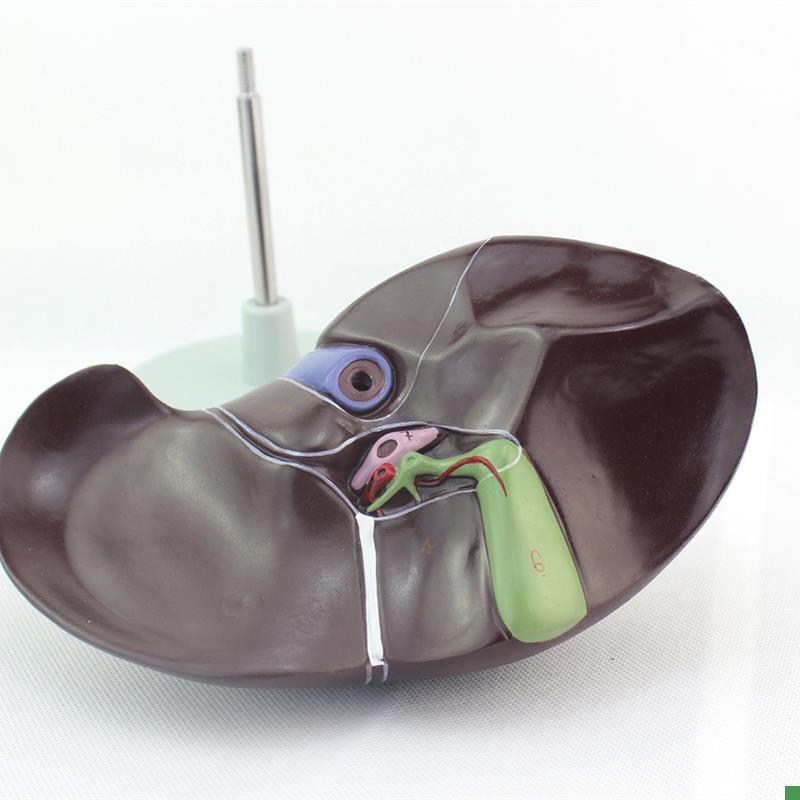 ENOVO颐诺医学人体肝脏模型肝解剖模型肝门胆囊胆管Z结构消化系