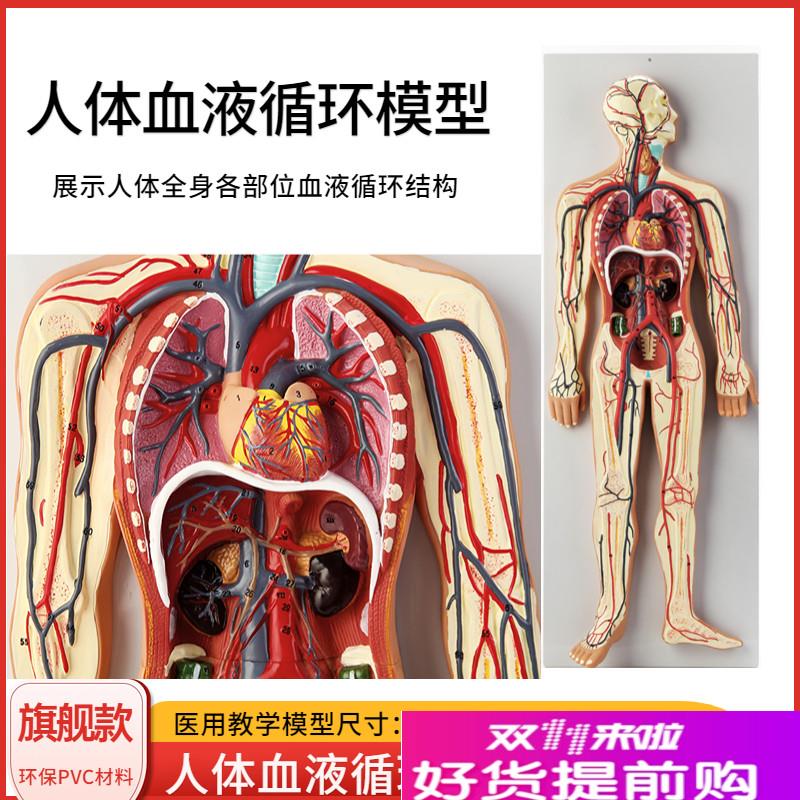 人体内脏血液循环系统模型心脏动脉静脉神经血管器官解.剖医学教