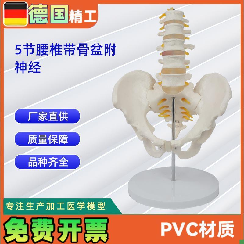 5节腰椎带骨盆附神经仿真人体N腰椎教学展示模型