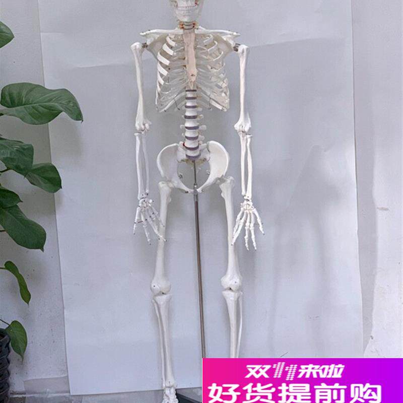 直销170CM白色人体骨骼模型A人骨架人骷髅静物绘画影视密室逃生