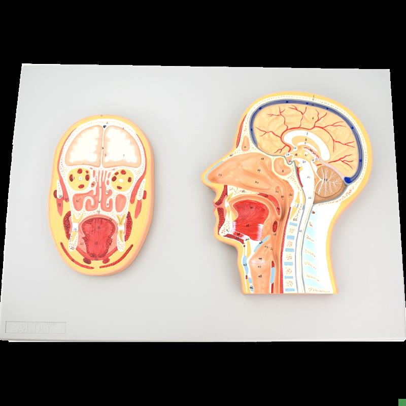 ENOVO颐诺医学头部正中切面额切面G模型正中矢状位断层标本人体断