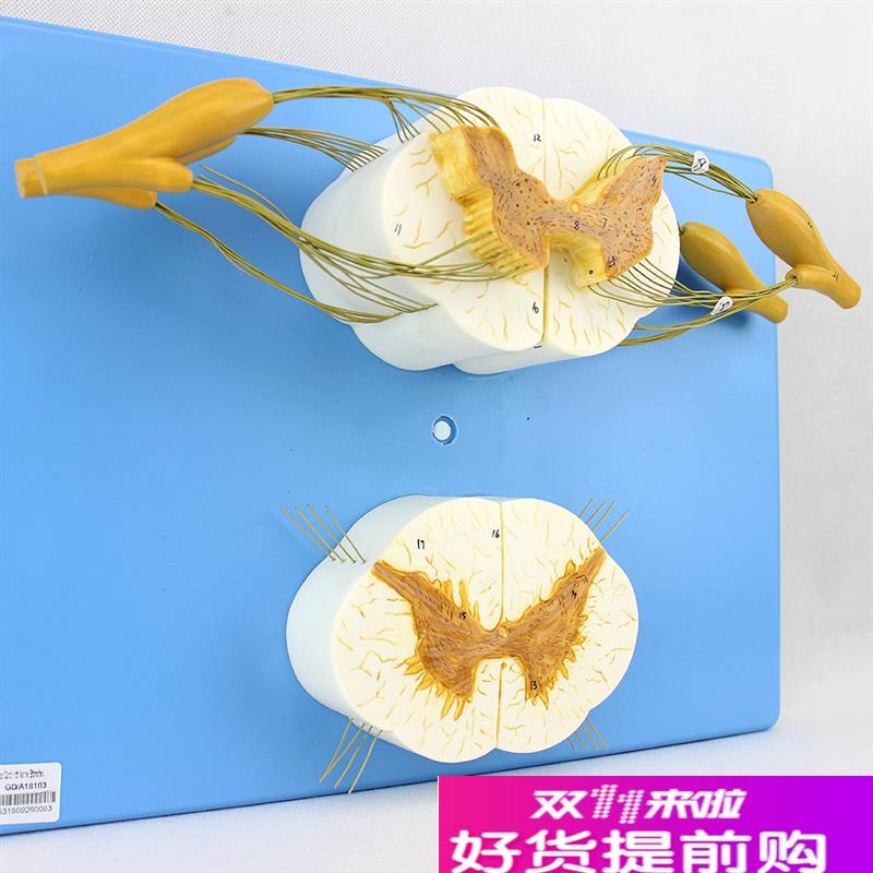 颐诺正品医用人体脊髓脊神经分支D模型周围神经系统脊柱麻醉解剖