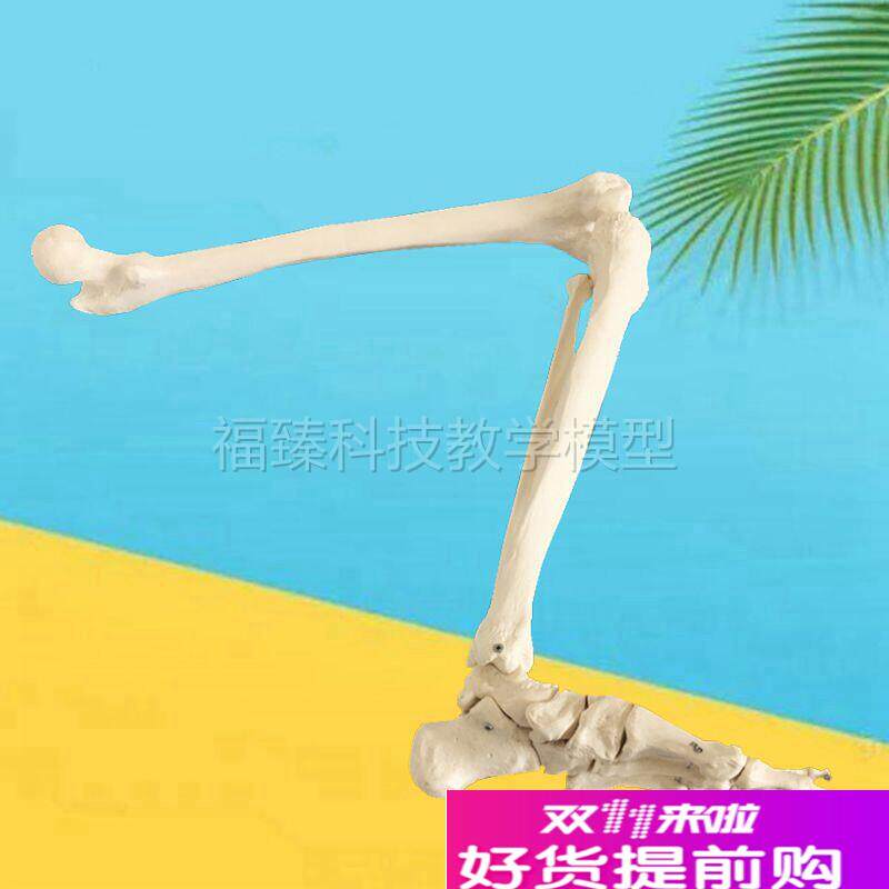 1:1下c肢骨模型髋关节膝关节