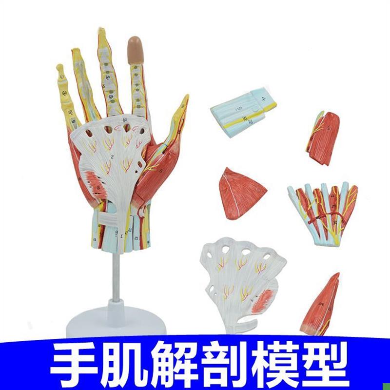手模型手指关节j韧带肌腱深浅层肌肉解剖手上的神经血管皮肤骨骼