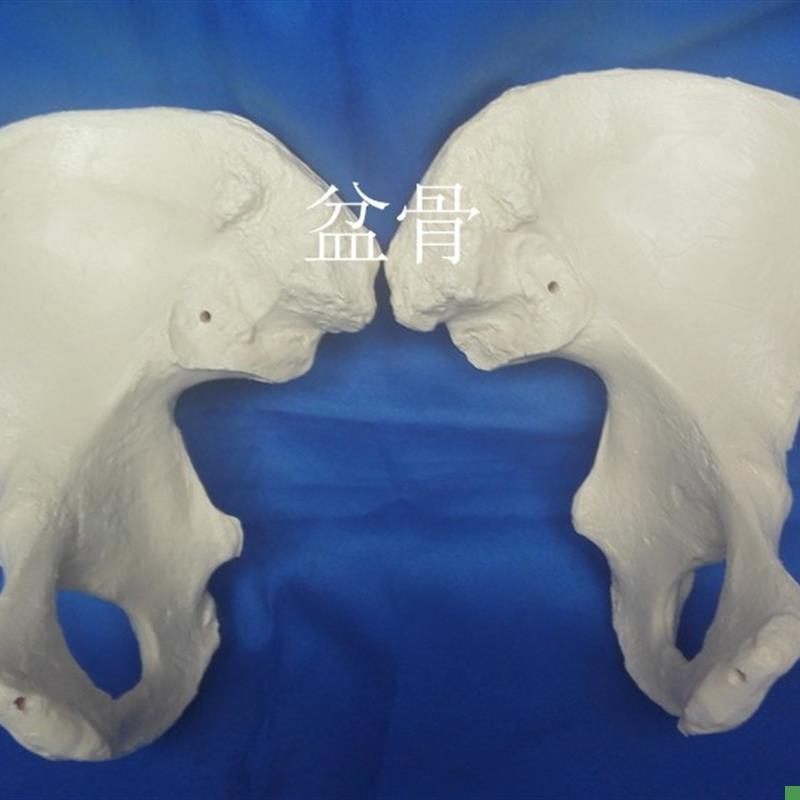 人体1:1f医用盆骨模型骨骼骨架医用教学模型