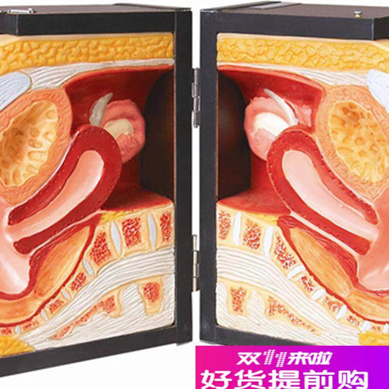 高级女性避孕器指q导训练模型阴道装置子宫教学模具