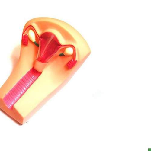 女性宫内避孕n器及训练模型教学模具