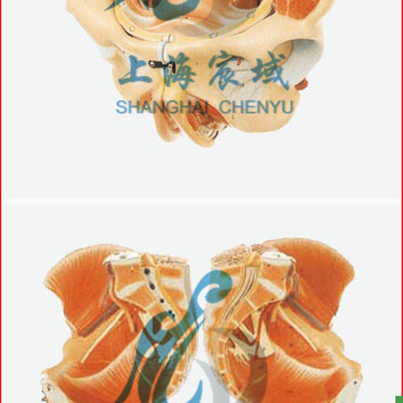 直销穴位精准女性骨盆附p生殖器官与血管神经模型/解剖模型A15107