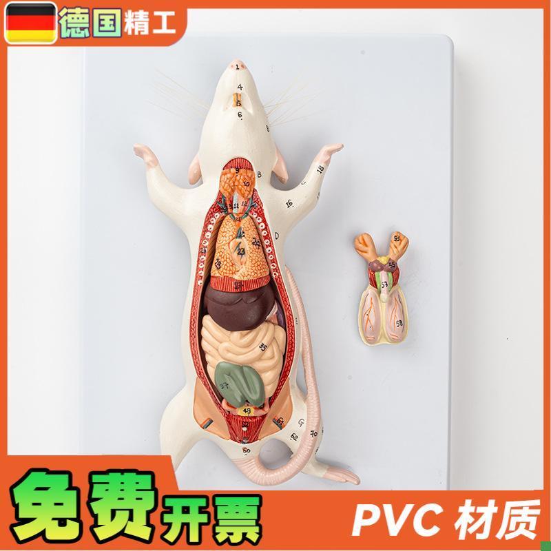 德国】小白鼠老鼠内脏器官结构解剖E模型生物教学实验动物解剖畜