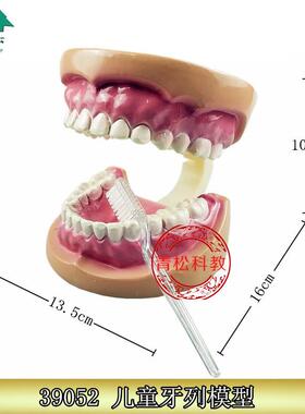 儿童牙列模型39052牙齿模型附牙刷I教学仪器中学生物卫生器材