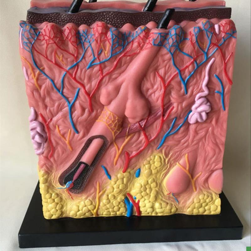 皮肤结构c解剖模型痤疮表皮解剖层次立体构造缝合真皮表皮皮下组