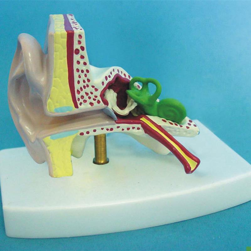 人体自然耳解剖模型医用人体标L本模型器官解剖模型