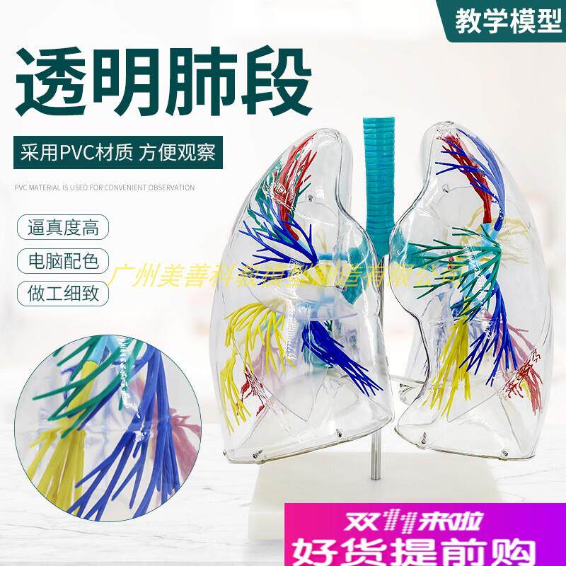 透明肺段模型肺模型胸外科支气管树人体肺部解剖模.型肺段模型