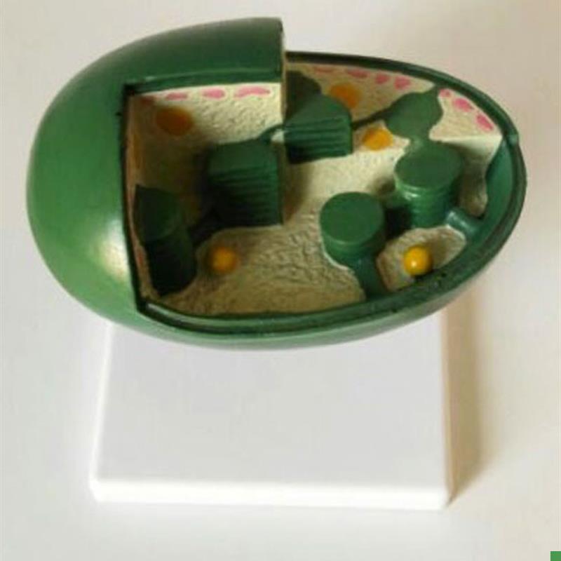 叶绿体模型解剖教学中C学生物教仪教具医用医学