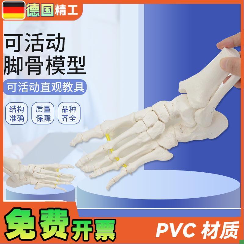 德国】可弯曲分离k脚骨模型踝关节运动康复演示教具1比1仿真骨骼