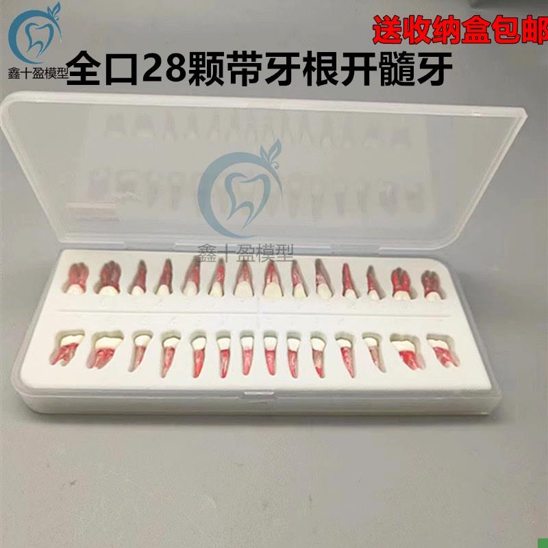口腔执考练习离体m牙根扩修复开髓根管牙粒带牙根全口28颗包邮