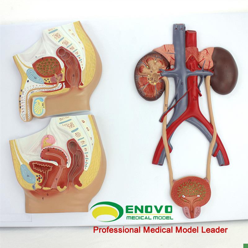 ENOVaO正品医学用人体泌尿生殖系统模型男女泌尿生殖解剖结构模型
