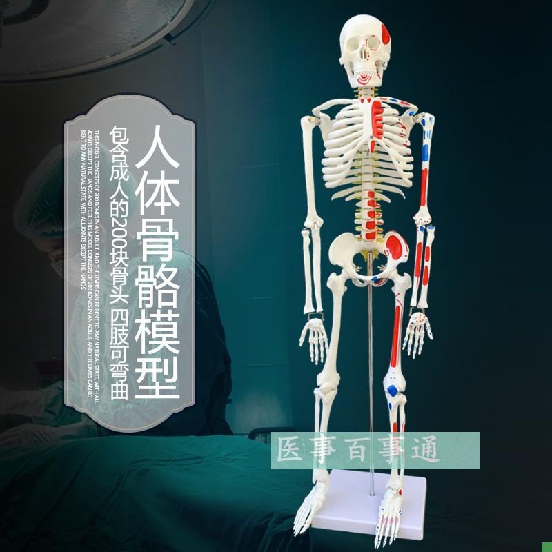 85CM人体骨骼带全身肌肉起止点D骷髅骨架医学教学医患沟通模型