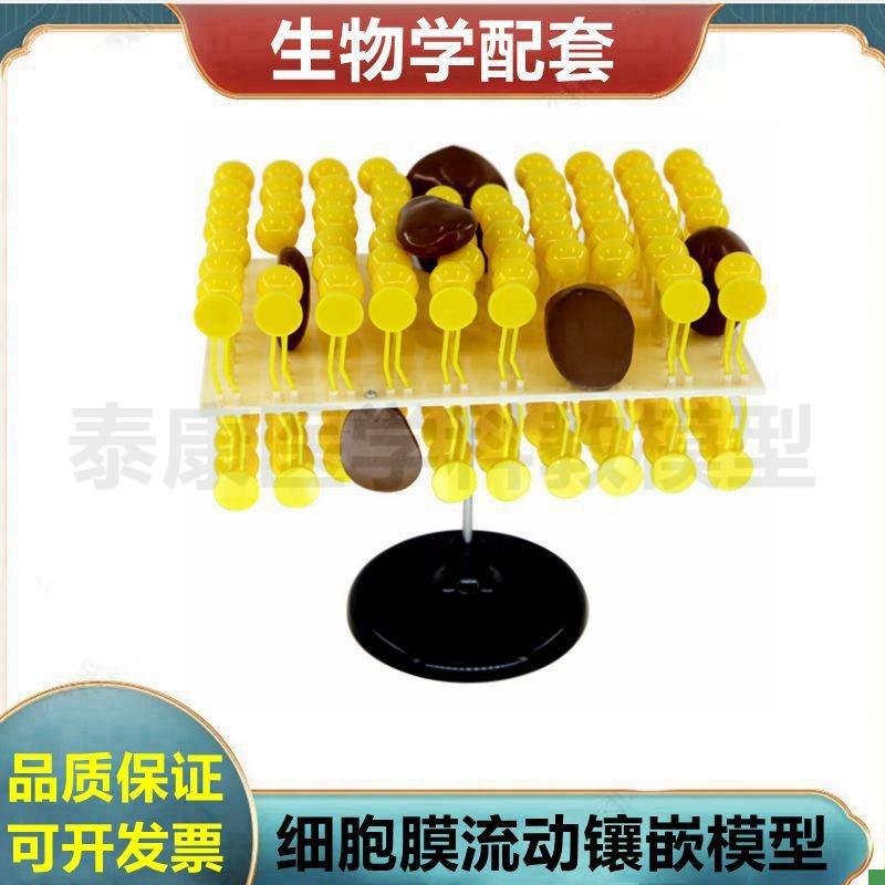 细胞膜结构流动镶嵌模型糖蛋白动植物细胞细胞器可U拆卸叶绿体生
