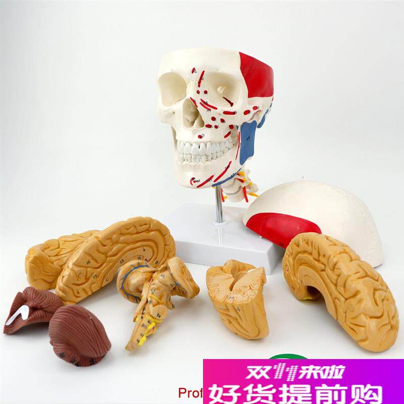 ENOVO颐诺医学人体头颅脑肌肉大脑模型颅脑神经Q科解剖头骨模型1:
