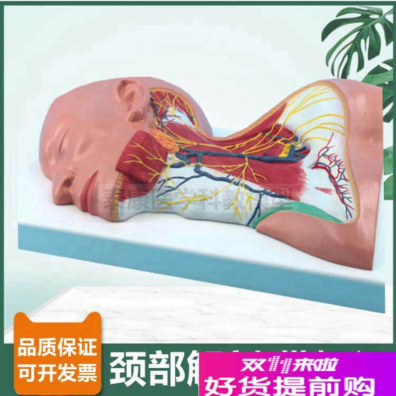 颈部解剖模型局部麻醉临床教学神经肌G肉血管颅脑头面部微整形美