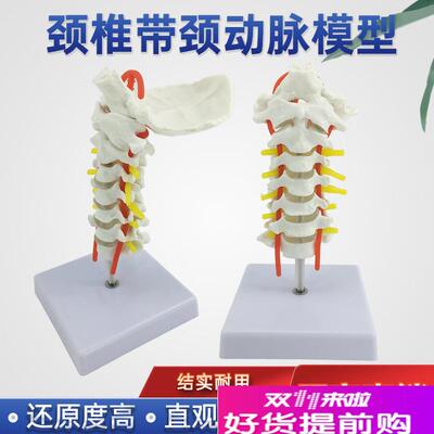 颈椎带颈动脉后枕骨椎间盘与神经教学模型人体S关节颈椎骨骼模型