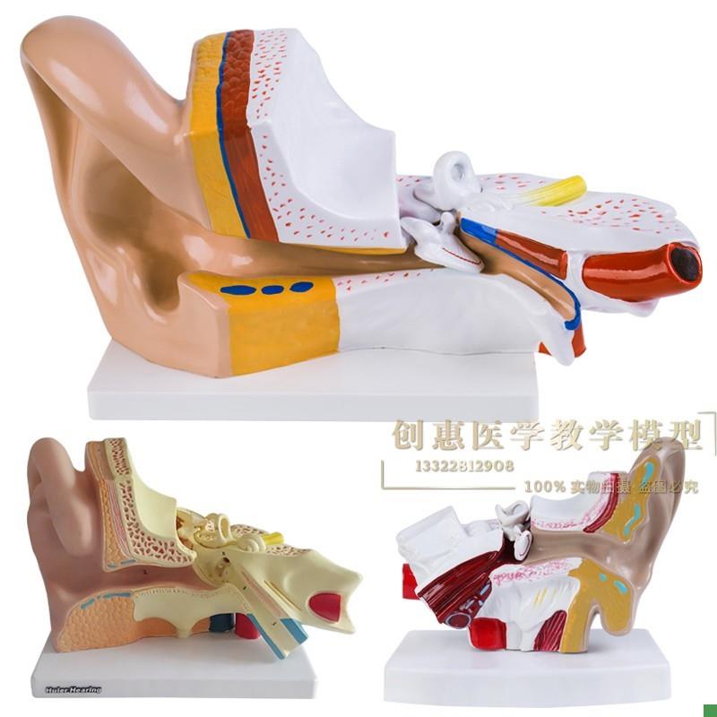 大耳模型人耳解剖模型内耳朵结构造听觉系统耳鼻喉科Y展示教学模